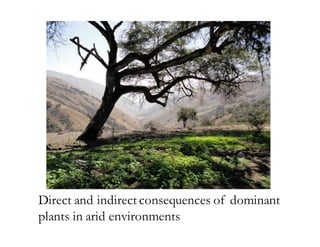 Direct and indirect consequences of dominant
plants in arid environments
 