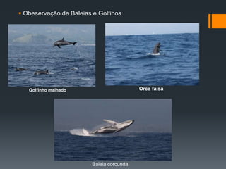  Obeservação de Baleias e Golfihos
Golfinho malhado Orca falsa
Baleia corcunda
 