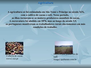Agricultura     A agricultura só foi estimulada em São Tomé e Príncipe no século XIX, com o cultivo de cacau e café. Nesse período,    as ilhas tornaram-se os maiores produtores mundiais de cacau.    A escravatura foi abolida em 1876, mas ao longo do século XX  os portugueses mantiveram os trabalhadores rurais são-tomenses em más condições de trabalho.  Colheita de cacau  www2.iict.pt  Horticultura, plantação de café images.quebarato.com.br 