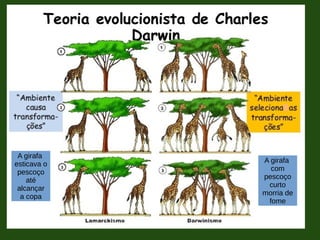 A girafa
esticava o
pescoço
até
alcançar
a copa
A girafa
com
pescoço
curto
morria de
fome
 