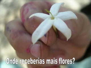 Onde receberias mais flores? 