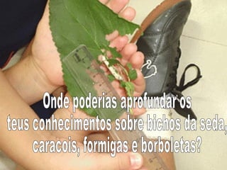 Onde poderias aprofundar os  teus conhecimentos sobre bichos da seda, caracois, formigas e borboletas? 