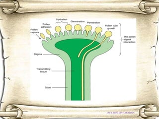 REPRODUCTION OF ANGIOSPERMS- A HISTORICAL BACKGROUND | PPTX