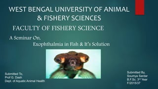 WEST BENGAL UNIVERSITY OF ANIMAL
& FISHERY SCIENCES
FACULTY OF FISHERY SCIENCE
A Seminar On,
Exophthalmia in Fish & It’s Solution
Submitted To,
Prof G. Dash
Dept. of Aquatic Animal Health
Submitted By,
Soumya Sardar
B.F.Sc. 3rd Year
F/2015/37
 