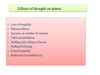 Effects of drought on plants
o Loss of turgidity
o Photosynthesis
o Increase in number of stomata
o ABA accumulation
o Rolling and wilting of leaves
o Reduced tillering
o Forced maturity
o Reduction in productivity
 