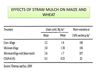 EFFECTS OF STRAW MULCH ON MAIZE AND
WHEAT
 