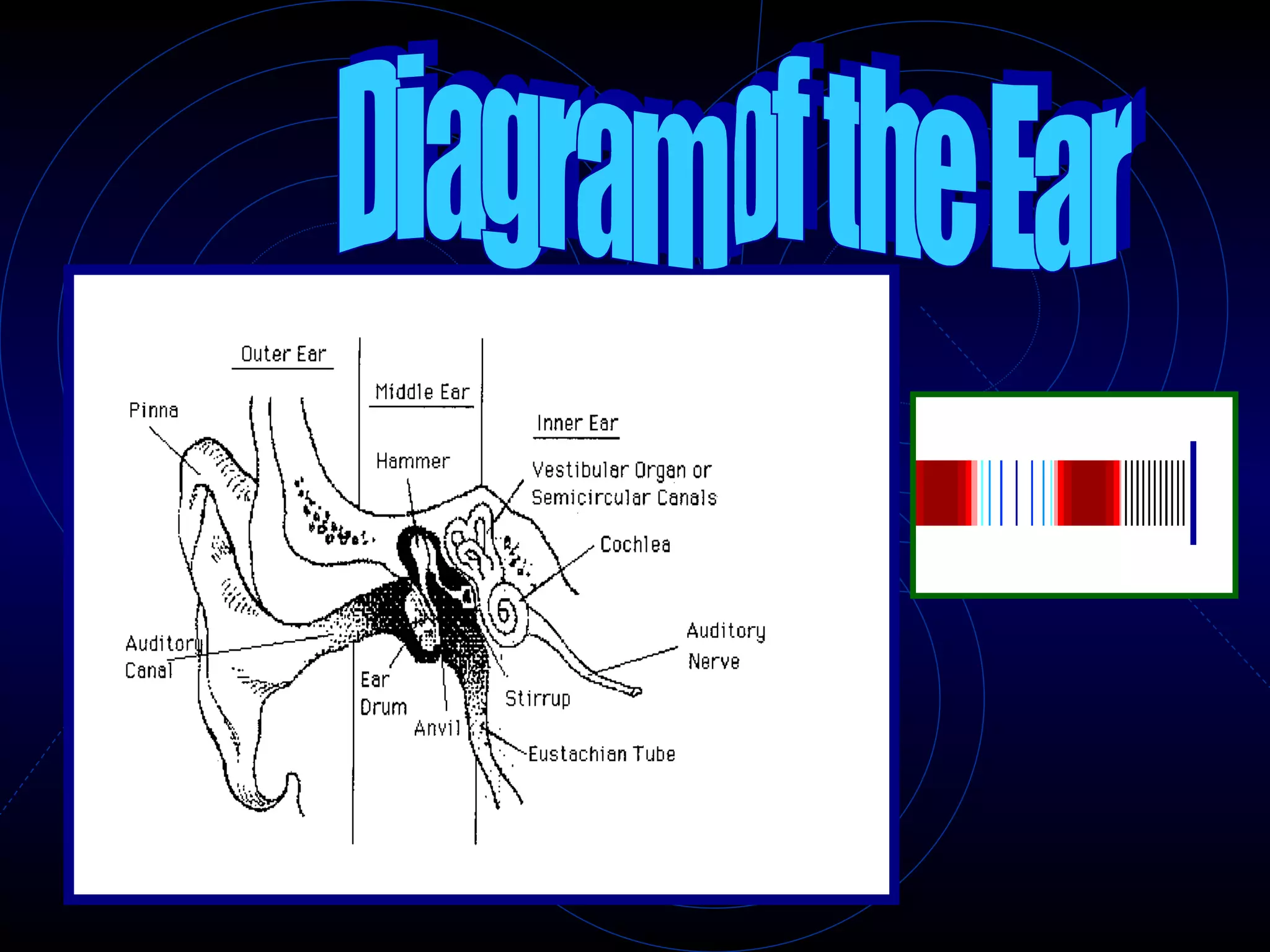 Diagram of the Ear 