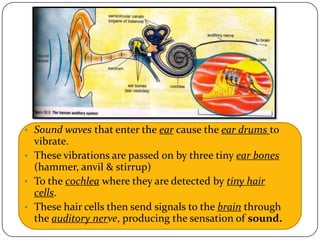 • Sound waves that enter the ear cause the ear drums to
  vibrate.
• These vibrations are passed on by three tiny ear bones
  (hammer, anvil & stirrup)
• To the cochlea where they are detected by tiny hair
  cells.
• These hair cells then send signals to the brain through
  the auditory nerve, producing the sensation of sound.
 
