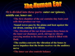 It is divided into three parts:  outer ear (pinna), middle ear, inner ear. The first chamber of the ear contains tiny hairs and cells that produce ear wax Sound waves pass by the pinna and beat against the ear drum, causing it to vibrate The vibration of the ear drum causes three bones in the inner ear (hammer, anvil, stirrup) to vibrate carrying motion to the inner ear, which is filled with fluid. The cochlea converts the vibration of the bones to nerve impulses that the brain receives via the auditory nerve The inner ear also controls balance The Human Ear 