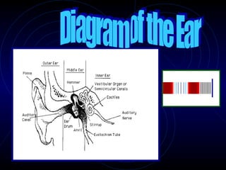 Diagram of the Ear 