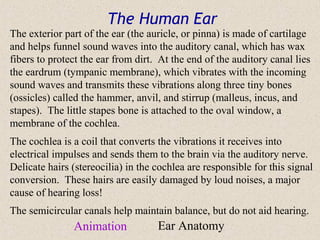 The Human Ear
The exterior part of the ear (the auricle, or pinna) is made of cartilage
and helps funnel sound waves into the auditory canal, which has wax
fibers to protect the ear from dirt. At the end of the auditory canal lies
the eardrum (tympanic membrane), which vibrates with the incoming
sound waves and transmits these vibrations along three tiny bones
(ossicles) called the hammer, anvil, and stirrup (malleus, incus, and
stapes). The little stapes bone is attached to the oval window, a
membrane of the cochlea.
The cochlea is a coil that converts the vibrations it receives into
electrical impulses and sends them to the brain via the auditory nerve.
Delicate hairs (stereocilia) in the cochlea are responsible for this signal
conversion. These hairs are easily damaged by loud noises, a major
cause of hearing loss!
The semicircular canals help maintain balance, but do not aid hearing.
               Animation            Ear Anatomy
 