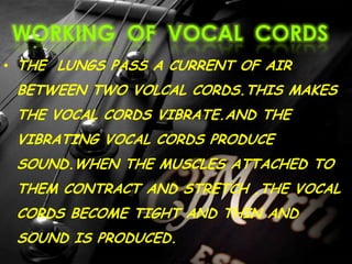 WORKING OF VOCAL CORDS
• THE LUNGS PASS A CURRENT OF AIR
BETWEEN TWO VOLCAL CORDS.THIS MAKES
THE VOCAL CORDS VIBRATE.AND THE
VIBRATING VOCAL CORDS PRODUCE
SOUND.WHEN THE MUSCLES ATTACHED TO
THEM CONTRACT AND STRETCH ,THE VOCAL
CORDS BECOME TIGHT AND THIN AND
SOUND IS PRODUCED.
 