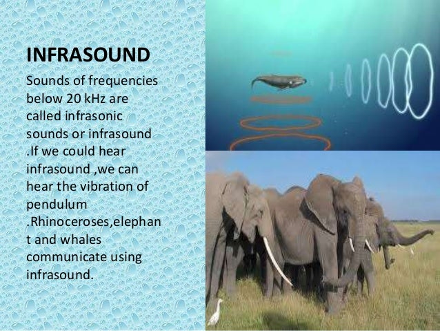 What Waves Can Dogs Hear What Waves Can Dogs Hear