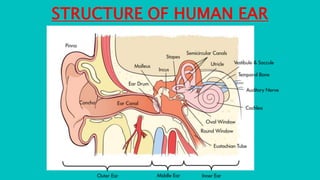 STRUCTURE OF HUMAN EAR
 