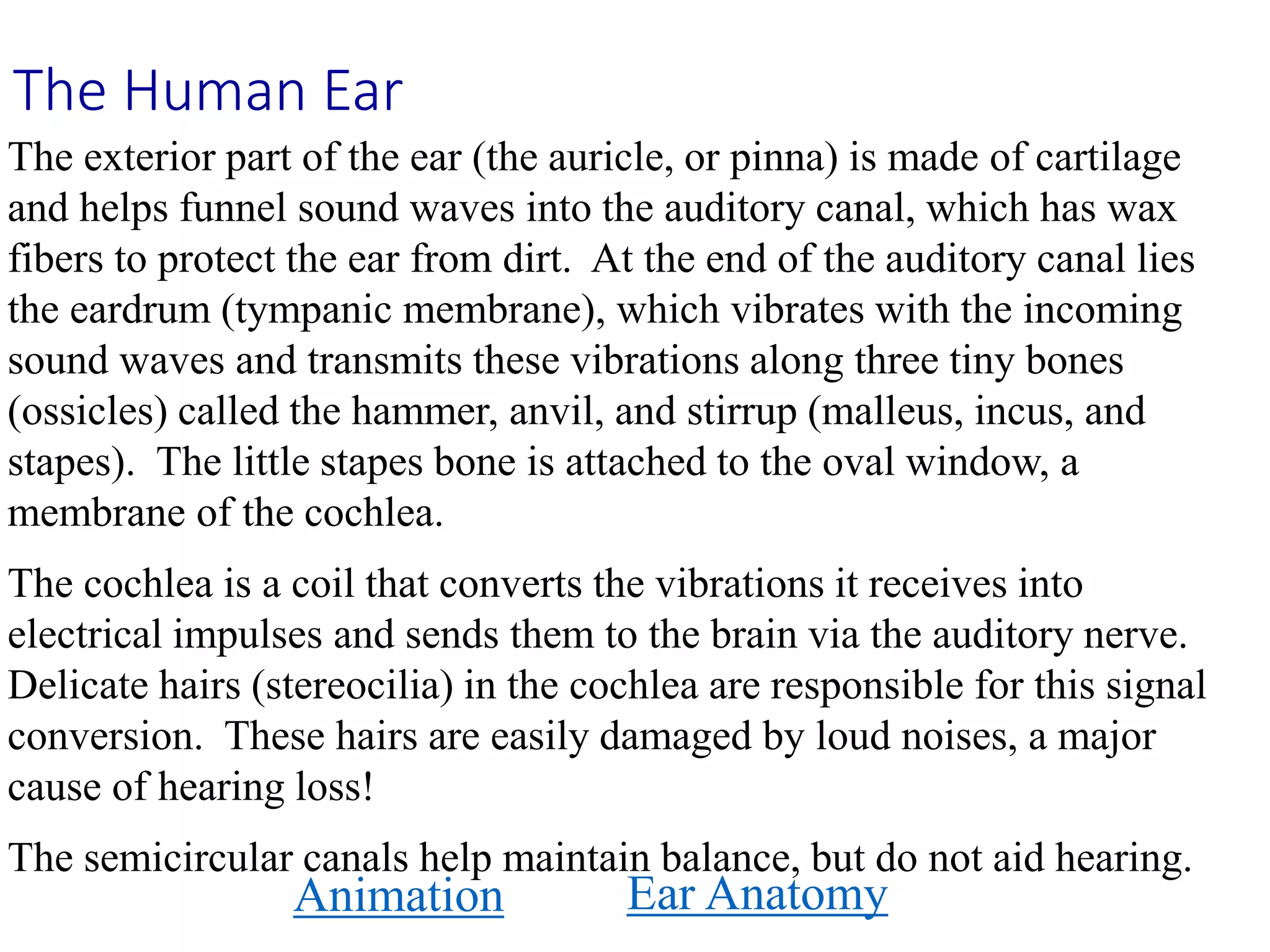 The Human Ear
Animation Ear Anatomy
The exterior part of the ear (the auricle, or pinna) is made of cartilage
and helps funnel sound waves into the auditory canal, which has wax
fibers to protect the ear from dirt. At the end of the auditory canal lies
the eardrum (tympanic membrane), which vibrates with the incoming
sound waves and transmits these vibrations along three tiny bones
(ossicles) called the hammer, anvil, and stirrup (malleus, incus, and
stapes). The little stapes bone is attached to the oval window, a
membrane of the cochlea.
The cochlea is a coil that converts the vibrations it receives into
electrical impulses and sends them to the brain via the auditory nerve.
Delicate hairs (stereocilia) in the cochlea are responsible for this signal
conversion. These hairs are easily damaged by loud noises, a major
cause of hearing loss!
The semicircular canals help maintain balance, but do not aid hearing.
 