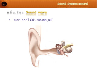 •   ระบบการได้ ย ิ น ของมนุ ษ ย์
 
