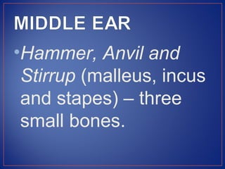 •Hammer, Anvil and
 Stirrup (malleus, incus
 and stapes) – three
 small bones.
 