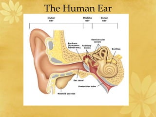 The Human Ear 