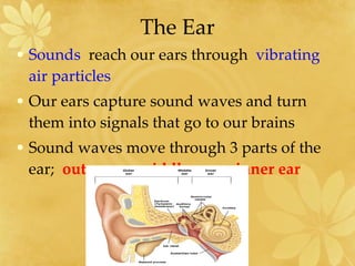 The Ear Sounds  reach our ears through   vibrating  air particles Our ears capture sound waves and turn them into signals that go to our brains Sound waves move through 3 parts of the ear;  outer ear ,  middle ear , +  inner ear 