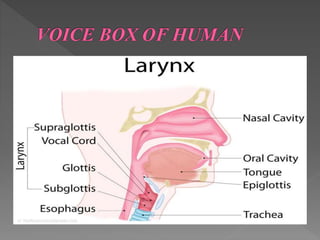 Muscles of the Larynx - Intrinsic - Extrinsic - TeachMeAnatomy