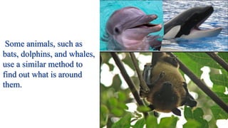 Some animals, such as
bats, dolphins, and whales,
use a similar method to
find out what is around
them.
 