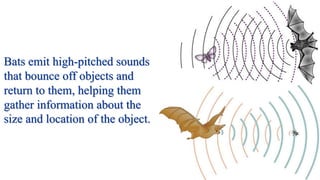 Bats emit high-pitched sounds
that bounce off objects and
return to them, helping them
gather information about the
size and location of the object.
 