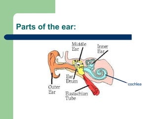 Parts of the ear:
cochlea
 