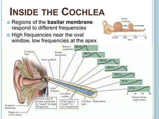 INSIDE THE COCHLEA
 Regions of the basilar membrane
respond to different frequencies
 High frequencies near the oval
window, low frequencies at the apex
 