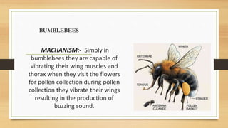 BUMBLEBEES
MACHANISM:- Simply in
bumblebees they are capable of
vibrating their wing muscles and
thorax when they visit the flowers
for pollen collection during pollen
collection they vibrate their wings
resulting in the production of
buzzing sound.
 