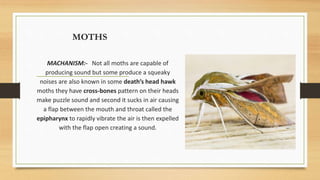 MOTHS
MACHANISM:- Not all moths are capable of
producing sound but some produce a squeaky
noises are also known in some death’s head hawk
moths they have cross-bones pattern on their heads
make puzzle sound and second it sucks in air causing
a flap between the mouth and throat called the
epipharynx to rapidly vibrate the air is then expelled
with the flap open creating a sound.
 