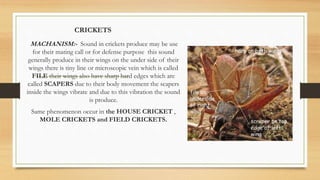 CRICKETS
MACHANISM:- Sound in crickets produce may be use
for their mating call or for defense purpose this sound
generally produce in their wings on the under side of their
wings there is tiny line or microscopic vein which is called
FILE their wings also have sharp hard edges which are
called SCAPERS due to their body movement the scapers
inside the wings vibrate and due to this vibration the sound
is produce.
Same phenomenon occur in the HOUSE CRICKET ,
MOLE CRICKETS and FIELD CRICKETS.
 