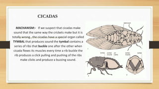 CICADAS
MACHANISM:- If we suspect that cicadas make
sound that the same way the crickets make but it is
totally wrong , the cicadas have a special organ called
TYMBAL that produces sound the tymbal contains a
series of ribs that buckle one after the other when
cicada flexes its muscles every time a rib buckle the
rib produces a click pulling and pushing of the ribs
make clicks and produce a buzzing sound.
 