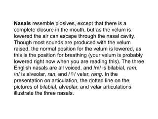 Nasals resemble plosives, except that there is a 
complete closure in the mouth, but as the velum is 
lowered the air can escape through the nasal cavity. 
Though most sounds are produced with the velum 
raised, the normal position for the velum is lowered, as 
this is the position for breathing (your velum is probably 
lowered right now when you are reading this). The three 
English nasals are all voiced, and /m/ is bilabial, ram, 
/n/ is alveolar, ran, and / / velar, rang. In the 
presentation on articulation, the dotted line on the 
pictures of bilabial, alveolar, and velar articulations 
illustrate the three nasals. 
 