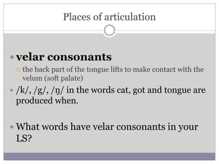 Places of articulation
 velar consonants
 the back part of the tongue lifts to make contact with the
velum (soft palate)...