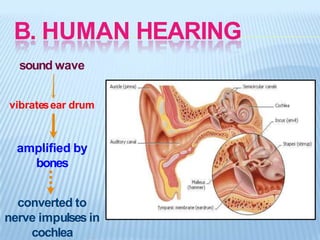 B. HUMAN HEARING
sound wave
vibratesear drum
amplified by
bones
converted to
nerve impulses in
cochlea
 