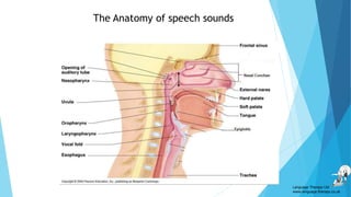 The Anatomy of speech sounds
Language Therapy Ltd
www.language-therapy.co.uk
 
