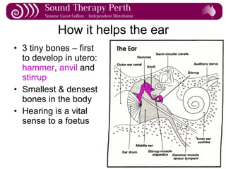How it helps the ear 3 tiny bones – first to develop in utero:  hammer ,  anvil  and  stirrup Smallest & densest bones in the body Hearing is a vital sense to a foetus 