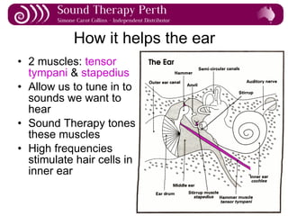 How it helps the ear 2 muscles:  tensor tympani  &  stapedius Allow us to tune in to sounds we want to hear Sound Therapy tones these muscles High frequencies stimulate hair cells in inner ear 