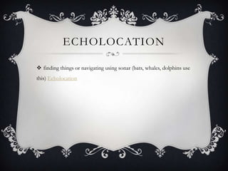 ECHOLOCATION

 finding things or navigating using sonar (bats, whales, dolphins use
this) Echolocation
 