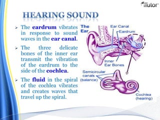  The eardrum vibrates
in response to sound
waves in the ear canal.
 The three delicate
bones of the inner ear
transmit the vibration
of the eardrum to the
side of the cochlea.
 The fluid in the spiral
of the cochlea vibrates
and creates waves that
travel up the spiral.
 