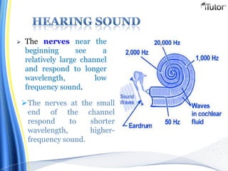  The nerves near the
beginning see a
relatively large channel
and respond to longer
wavelength, low
frequency sound.
The nerves at the small
end of the channel
respond to shorter
wavelength, higher-
frequency sound.
 