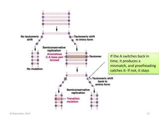 If the A switches back in 
time, it produces a 
mismatch, and proofreading 
catches it- if not, it stays 
20 November 2014 12 
 
