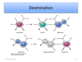 Deamination 
20 November 2014 13 
 