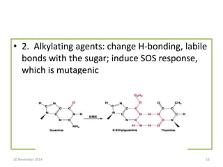 • 2. Alkylating agents: change H-bonding, labile 
bonds with the sugar; induce SOS response, 
which is mutagenic 
20 November 2014 16 
 