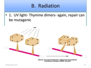 B. Radiation 
• 1. UV light- Thymine dimers- again, repair can 
be mutagenic 
20 November 2014 18 
 