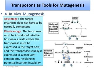 Transposons as Tools for Mutagenesis 
• A. In vivo Mutagenesis 
Advantage : The target 
organism does not have to be 
naturally competent 
Disadvantage: The transposon 
must be introduced into the 
host on a suicide vector, the 
transposase must be 
expressed in the target host, 
and the transposase usually is 
expressed in subsequent 
generations, resulting in 
potential insertion instability 
20 November 2014 26 
 