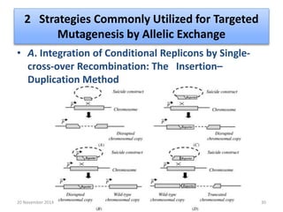 2 Strategies Commonly Utilized for Targeted 
Mutagenesis by Allelic Exchange 
• A. Integration of Conditional Replicons by Single-cross- 
over Recombination: The Insertion– 
Duplication Method 
20 November 2014 30 
 