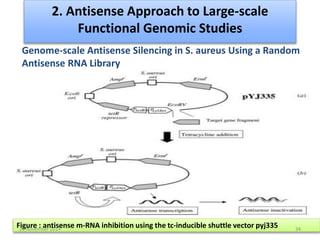 2. Antisense Approach to Large-scale 
Functional Genomic Studies 
Genome-scale Antisense Silencing in S. aureus Using a Random 
Antisense RNA Library 
Figure : antisense m-RNA inhibition using the tc-inducible shuttle vector pyj335 20 November 2014 34 
 