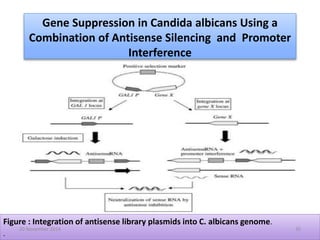 Gene Suppression in Candida albicans Using a 
Combination of Antisense Silencing and Promoter 
Interference 
Figure : Integration of antisense library plasmids into C. albicans genome. 
. 
20 November 2014 35 
 