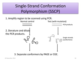 Single-Strand Conformation 
Polymorphism (SSCP) 
Normal control Test (with mutation) 
PCR products 
Single strands 
(conformers) 
1. Amplify region to be scanned using PCR. 
2. Denature and dilute 
the PCR products. 
3. Separate conformers by PAGE or CGE. 
20 November 2014 40 
 